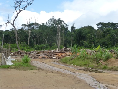 timber exploitation Bibera