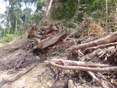timber extraction for clearing the 30,000 ha for the new harbour
