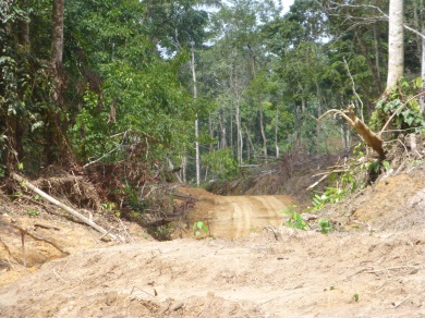 timber exploitation